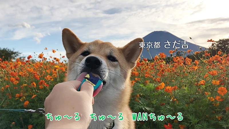 ポーズや仕草、あなたのワンちゃんならではのちゅ〜るシーンを切り取ろう！袋への噛みつきには注意してね。