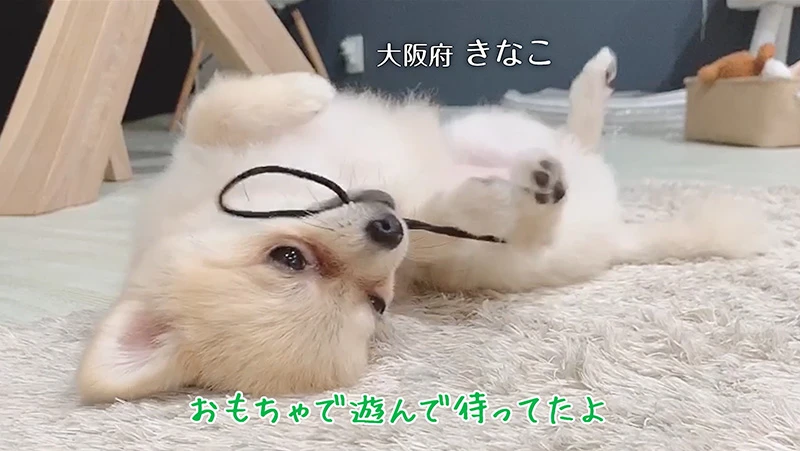 多頭飼いの人は、ワンちゃん全員が可愛く映るように撮影しよう！