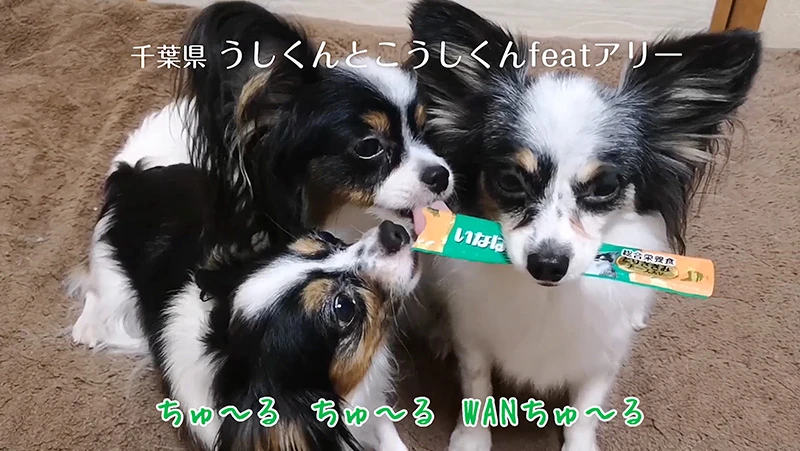 ちゅ〜るを食べているシーンじゃなくてもOK！飼い主さんの声が入っていても大丈夫！