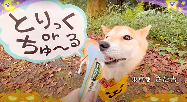 Wanちゅ～る 2023年 ハロウィン篇 Part1