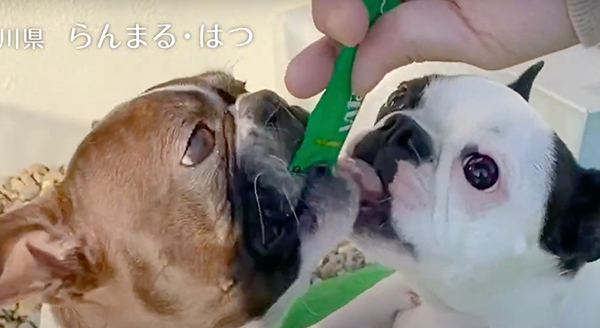 Wanちゅ～る 2023年春 Part1