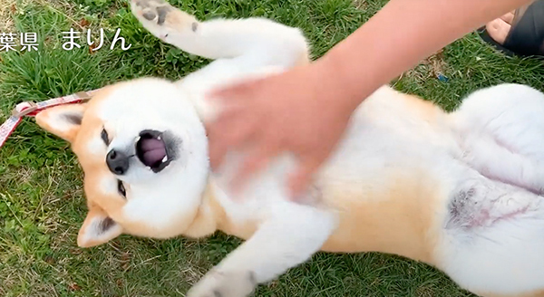 Wanちゅ～る 2023年春 Part3