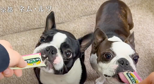 Wanちゅ～る 2023年春 Part4