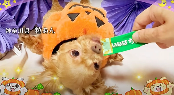 Wanちゅ～る 2024年 ハロウィン篇 Part1