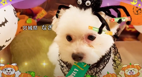 Wanちゅ～る 2024年 ハロウィン篇 Part2
