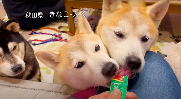 Wanちゅ～る 2023年春 Part1