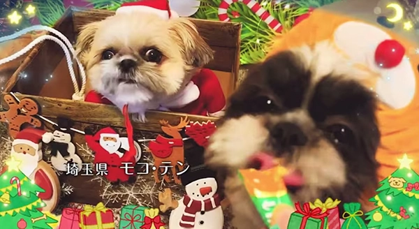 Wanちゅ～る 2024年 クリスマス篇 Part1