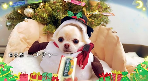 Wanちゅ～る 2024年 クリスマス篇 Part2