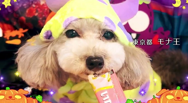 Wanちゅ～る 2025年 ハロウィン篇 Part1