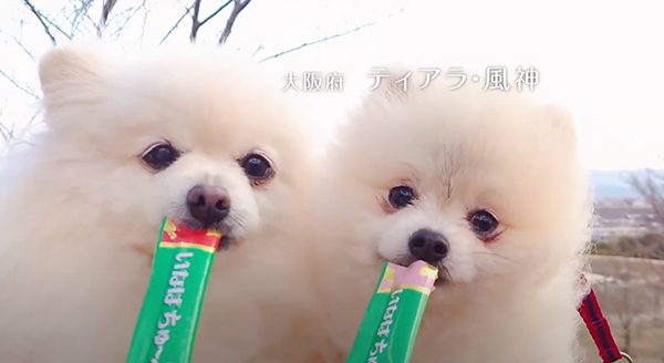 Wanちゅ～る 2025年春 Part1