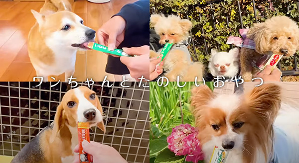 Wanちゅ～る 2025年春 Part2