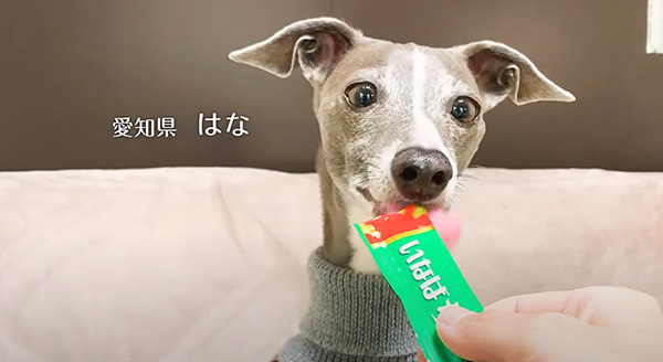 Wanちゅ～る 2025年春 Part4