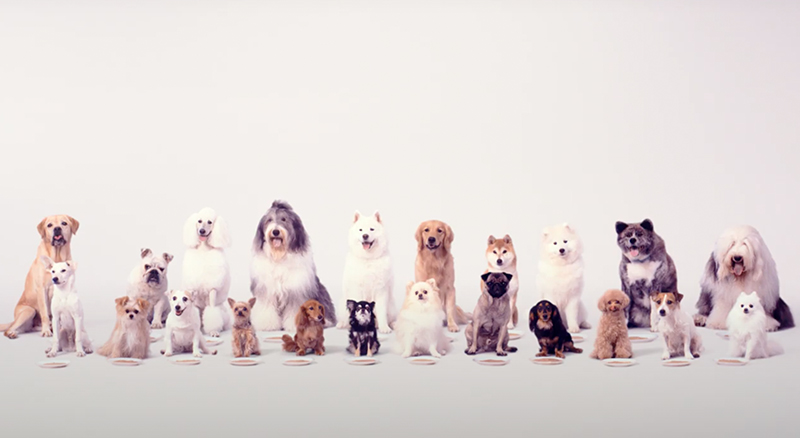 WWanちゅ〜る総合栄養食 TVCM