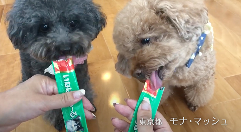 2018年 いなばちゅ〜る TVCM A