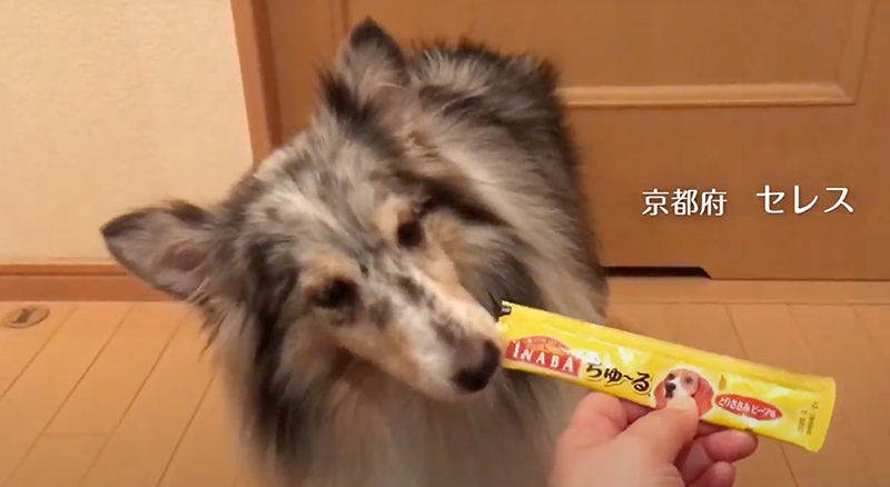 2018年 いなばちゅ〜る TVCM C