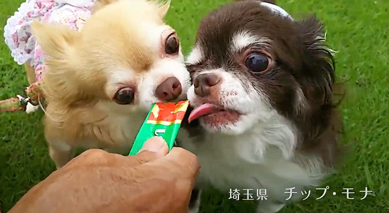 2018年 いなばちゅ〜る TVCM D