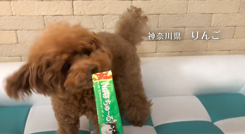 2018年 いなばちゅ〜る TVCM E