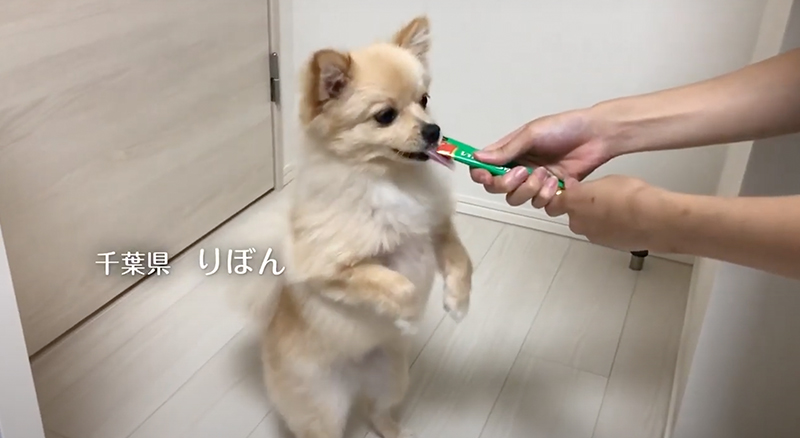 2018年 いなばちゅ〜る TVCM F