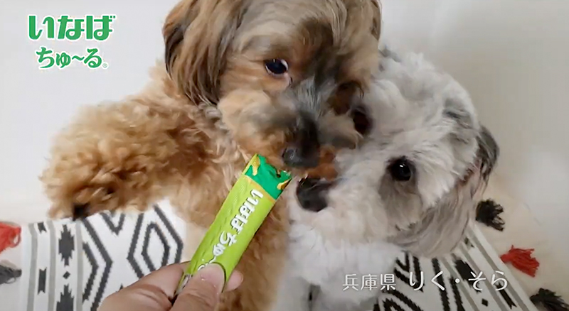2020年 いなばWanちゅ～るCM Part1