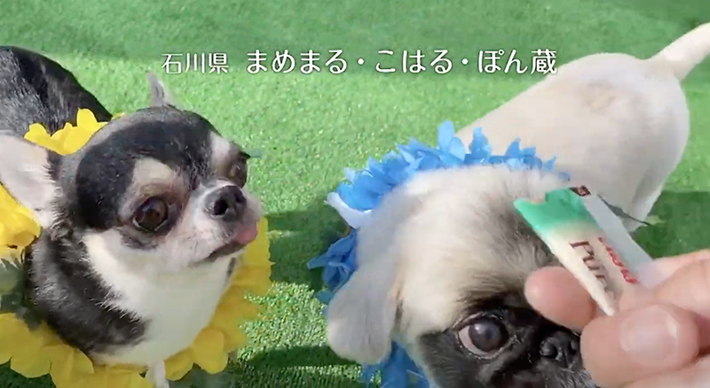 2020年 いなばWanちゅ～るCM Part2