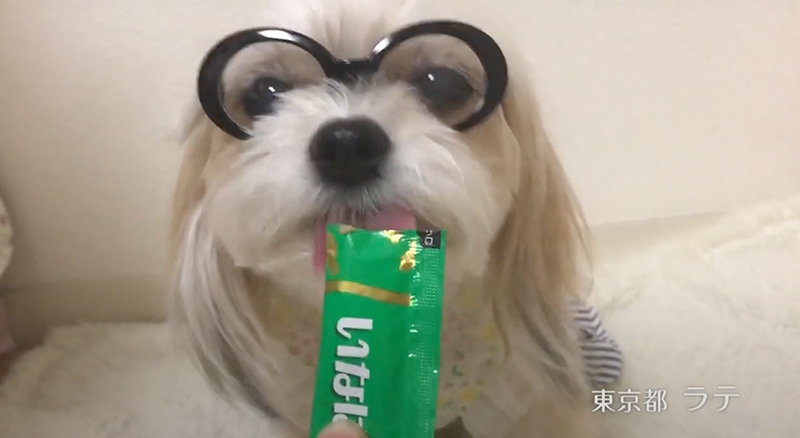 2020年 いなばWanちゅ～るCM Part3