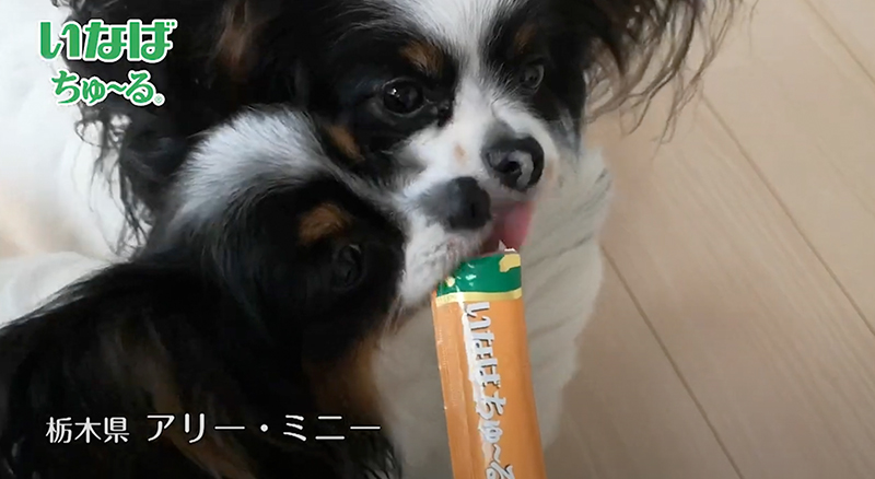 2020年 いなばWanちゅ～るCM Part4