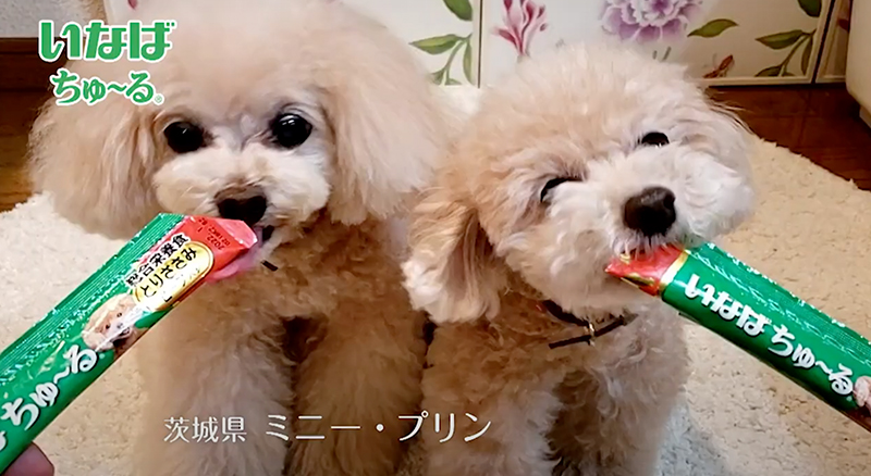 2020年 いなばWanちゅ～るCM Part5