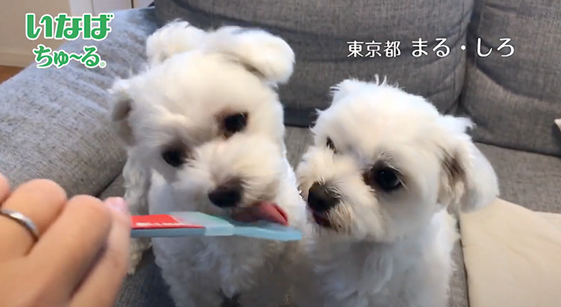 2020年 いなばWanちゅ～るCM Part6