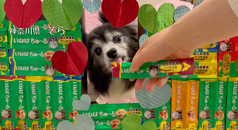 Wanちゅ〜る 2022年春 Part2