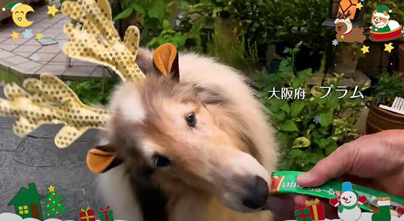 Merry Christmas 2021篇 Part1