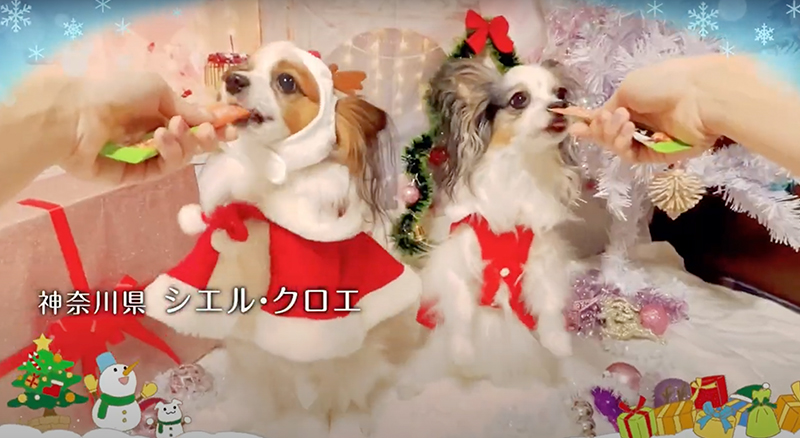 Wanちゅ～る 2022年 クリスマス篇 A