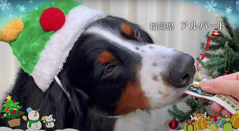 Wanちゅ～る 2022年 クリスマス篇 B