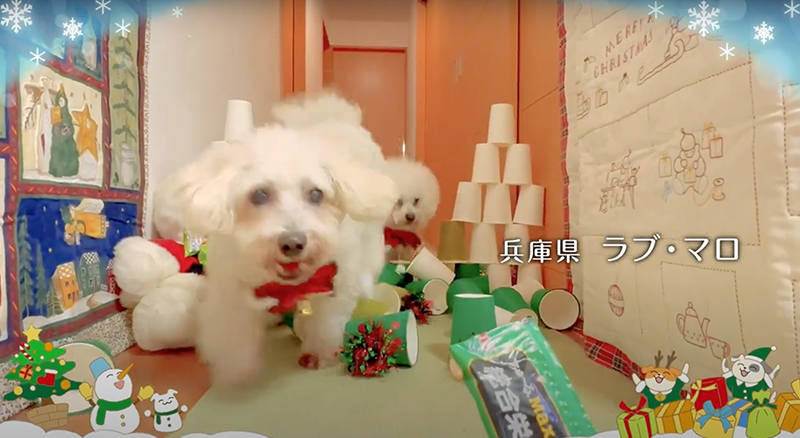 Wanちゅ～る 2022年 クリスマス篇 C